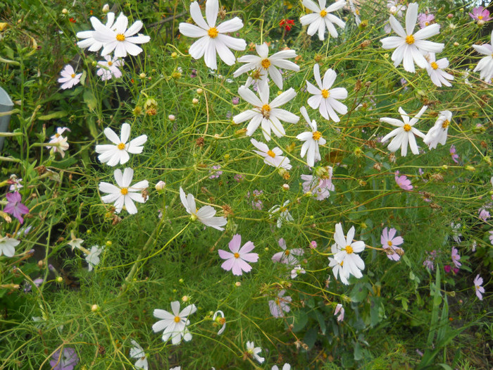 cosmos - A12vara2011