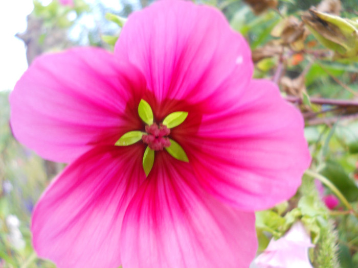 malope - A12vara2011