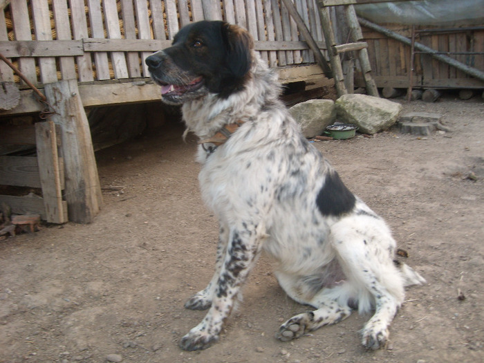ciobanesc de bucovina Ursu