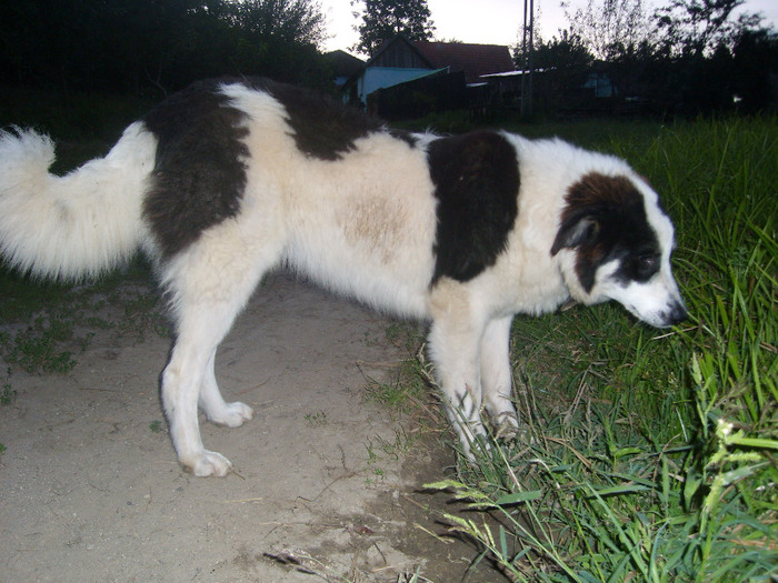 ciobanesc de bucovina