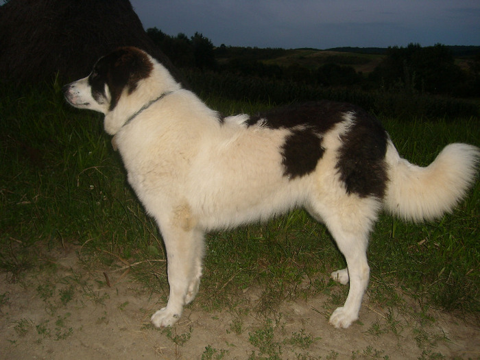 ciobanesc de bucovina femela