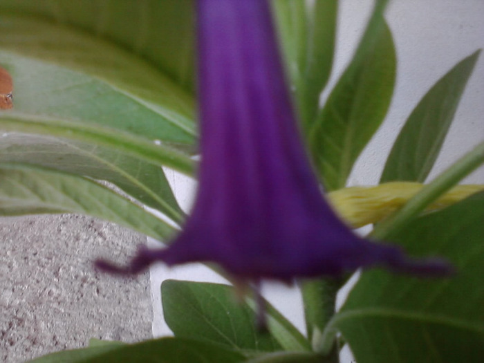P140811_08.53_[01] - acnistus australis- cu floare mov