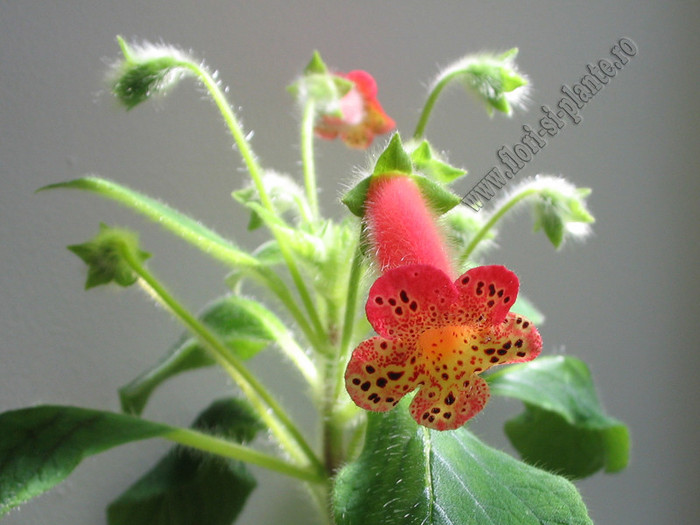 Kohleria Grongoling 5
