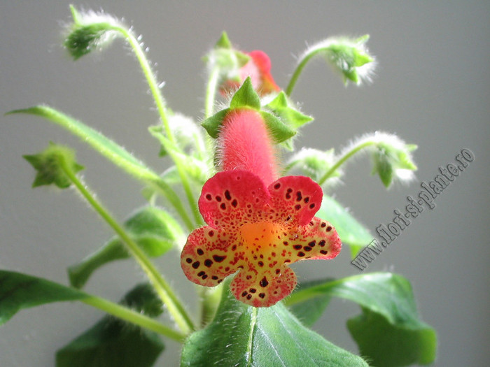 Kohleria Grongoling 6
