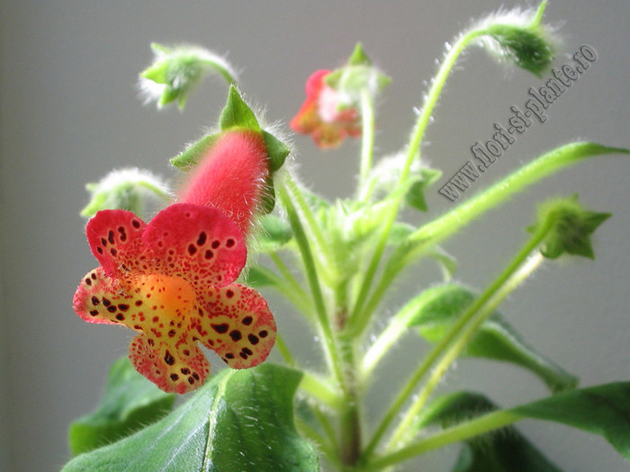 Kohleria Grongoling 7