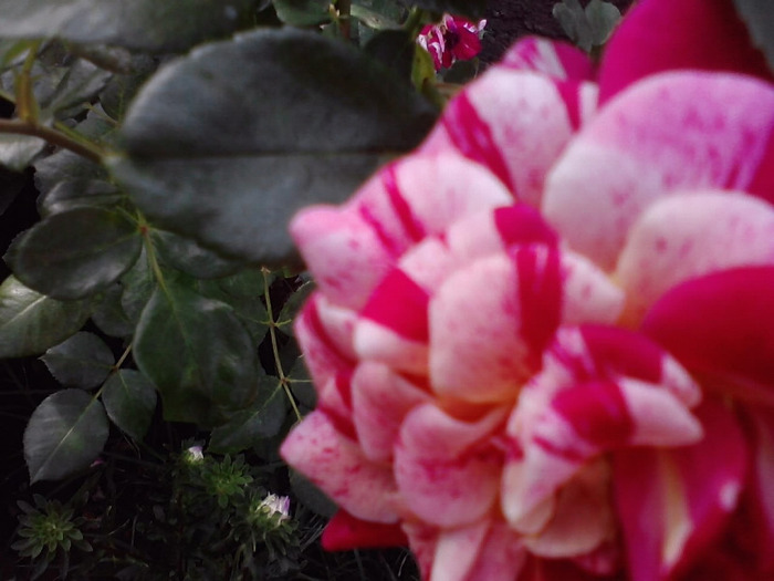 P140811_09.38_[02]