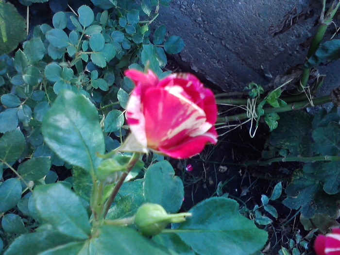 P140811_09.39_[01]
