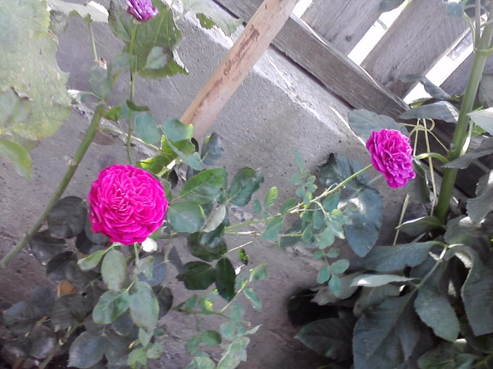 P140811_09.39_[02]