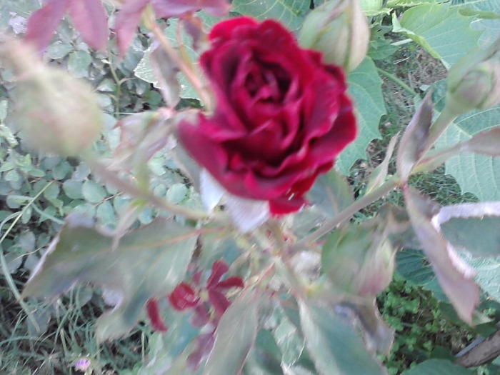 P140811_09.41_[01]