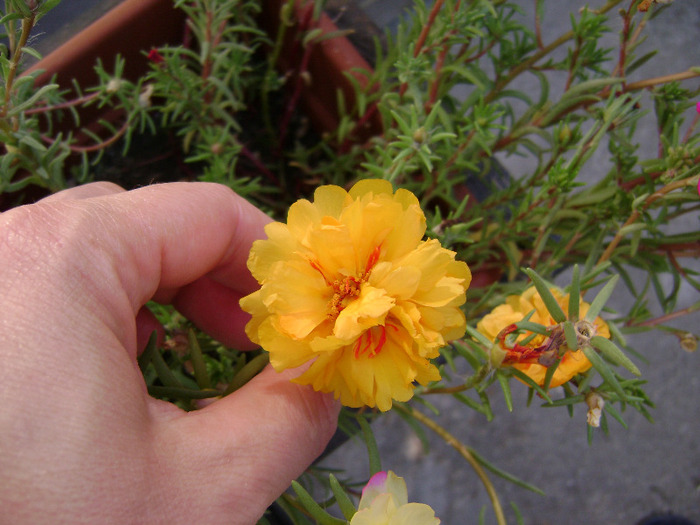 DSC07547 - Floarea de piatra - Portulaca grandiflora