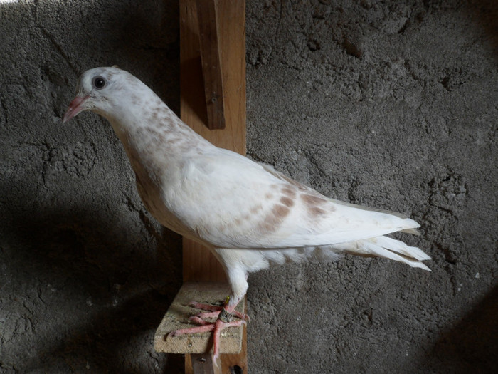 horseman pur - mascul - 2011_1_Pui