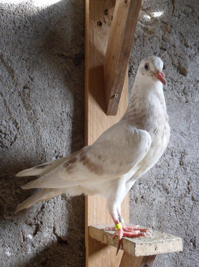 11 C 815 RO 8 - 2011_1_Pui