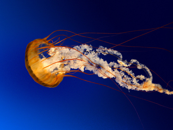 Jellyfish - Imagini frumoase