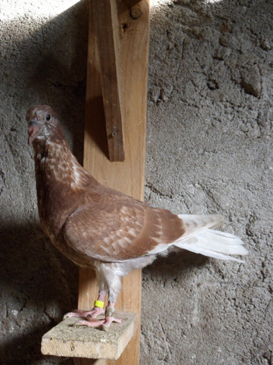 11 C 817 RO 8 - 2011_1_Pui