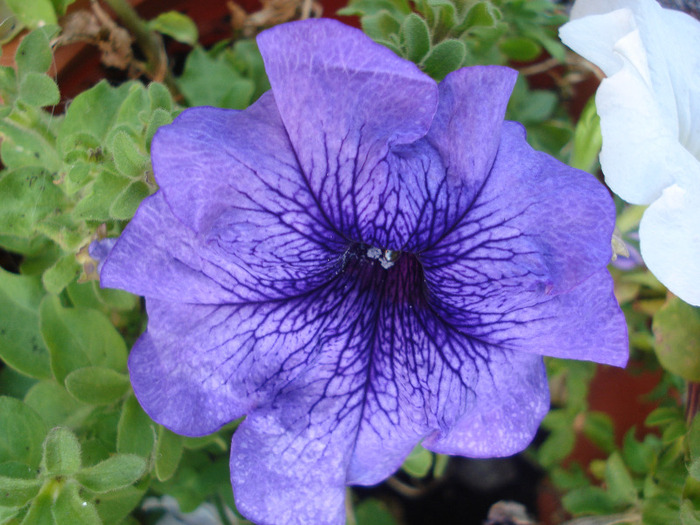 Blue petunia, 14aug2011 - PETUNIA Simple