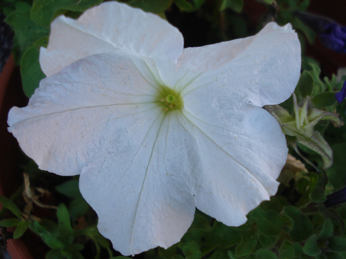 White petunia, 14aug2011
