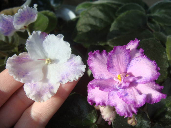 Amur - Ozio - Violete