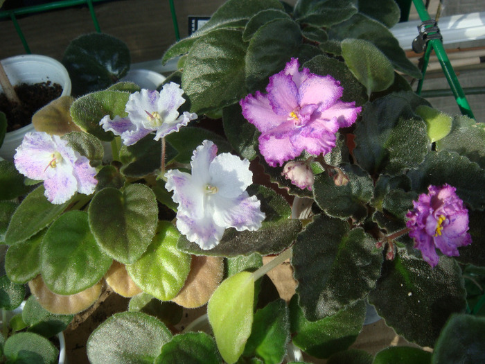 Amur - Ozio - Violete
