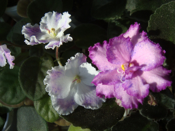Amur - Ozio - Violete