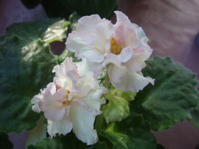 Sunkissed Rose - Violete