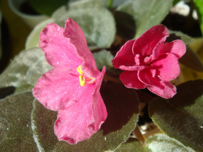 Tropical Sherbet - Violete