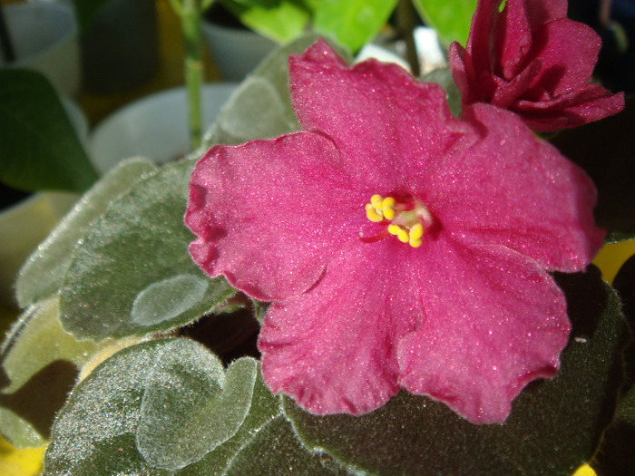 Tropical Sherbet - Violete