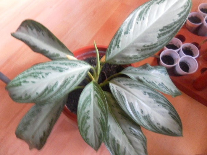 SAM_1995 - aglaonema