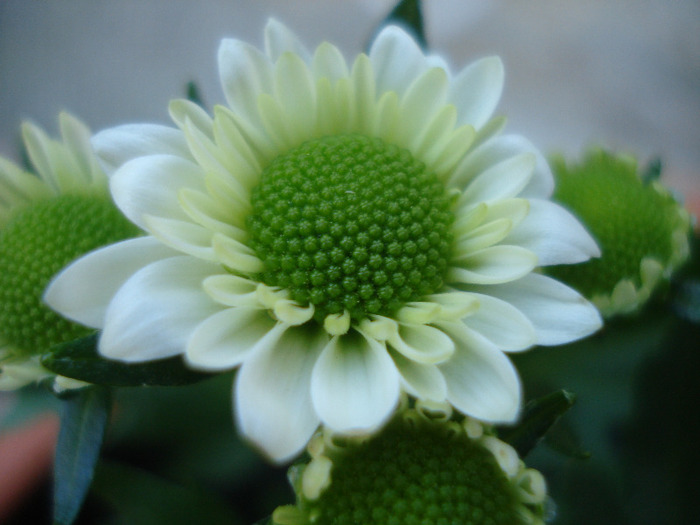 Chrysanth Picomini White (2011, Aug.14) - Chrysanth Picomini White