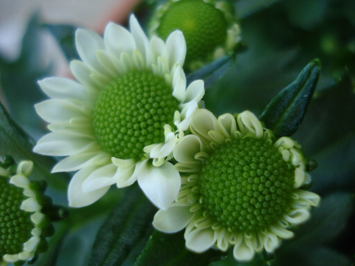 Chrysanth Picomini White (2011, Aug.14)