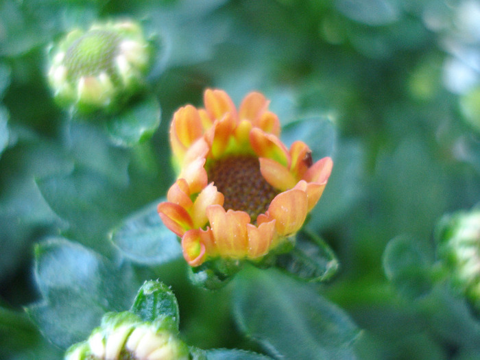 Chrysanth Picomini Orange (2011, Aug.14) - Chrysanth Picomini Orange