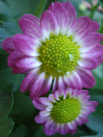 Chrysanth Picomini Purple (2011, Aug.14)