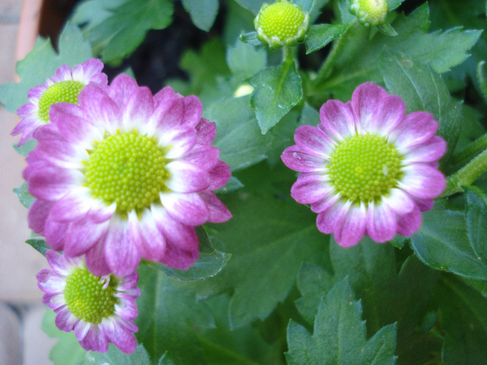 Chrysanth Picomini Purple (2011, Aug.14)