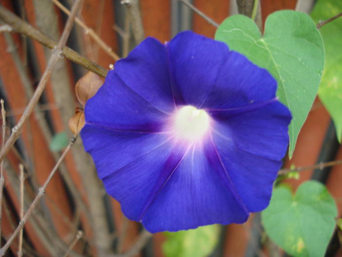 Morning Glory_Ipomoea (2009, Aug.07)