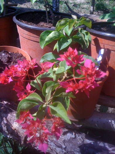 IMG_1423 - Bougainvillea