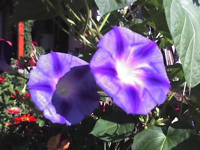 12-08-11_0941 - ZORELE_ Ipomoea purpurea