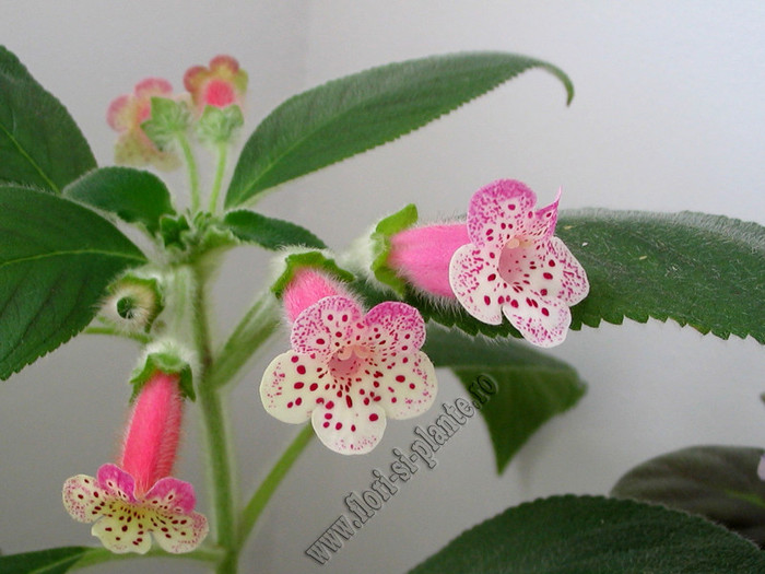 Kohleria Yf\'s Surprise 14