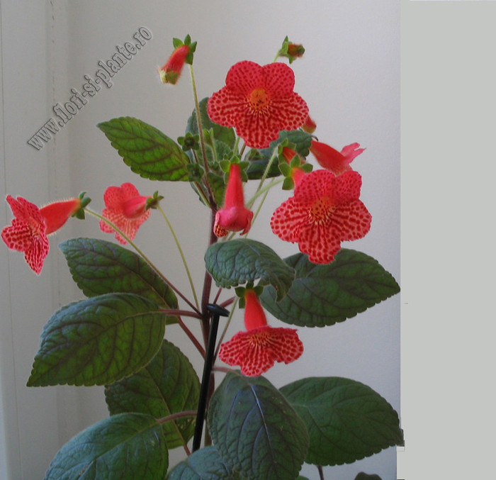 Kohleria Borka 18
