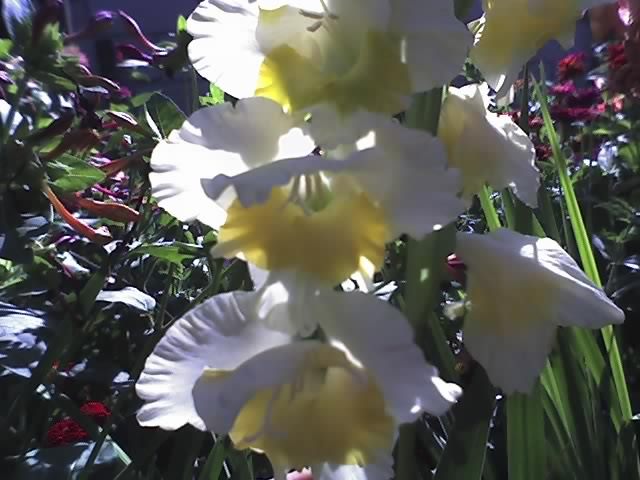 12-08-11_1540 - GLADIOLE_2011