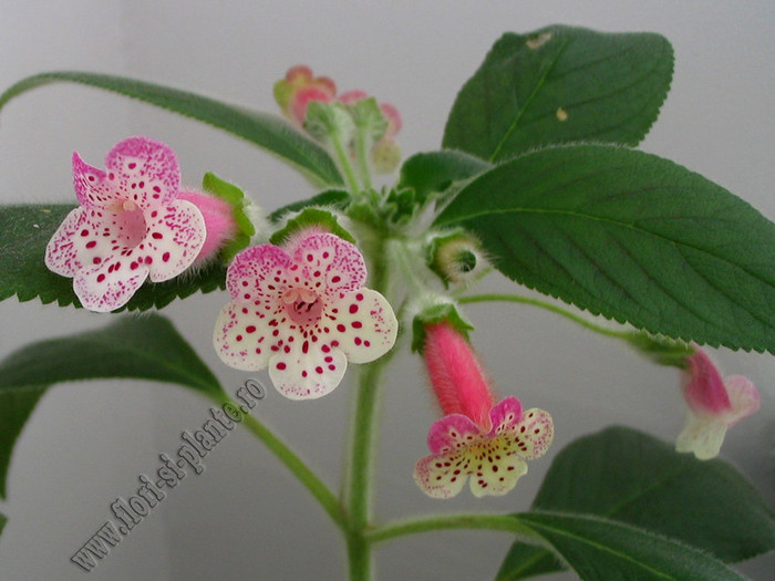 Kohleria Yf\'s Surprise 15