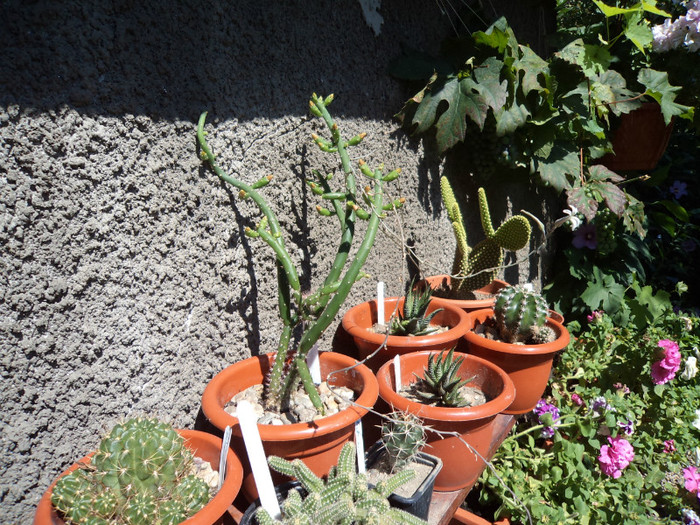 O etajera tepoasa - Cactusi si suculente 2011