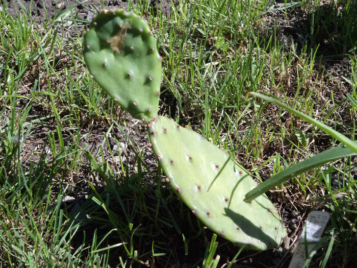 Opuntia de gradina