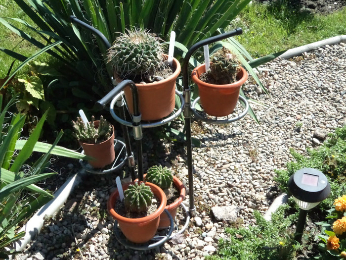 Alta etajera cu tzeposi - Cactusi si suculente 2011