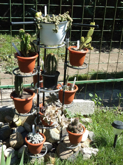 Ansamblu de C S - Cactusi si suculente 2011