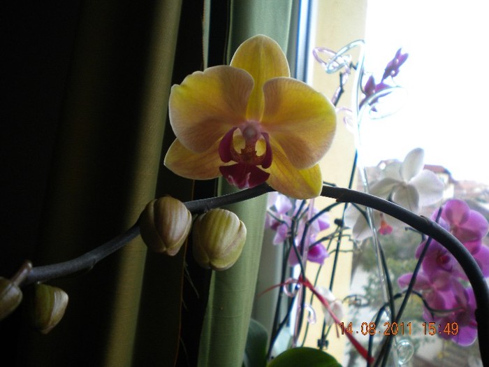  - orhidee 2011