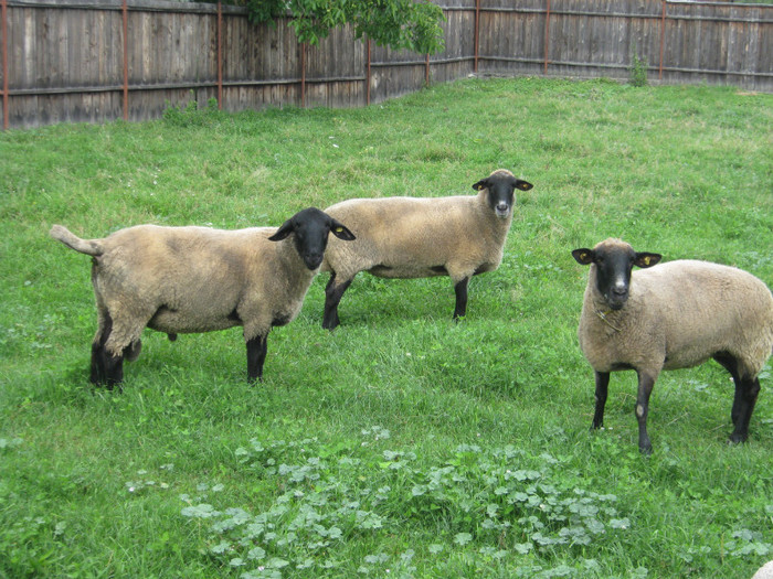 berbecul pisti cu oile