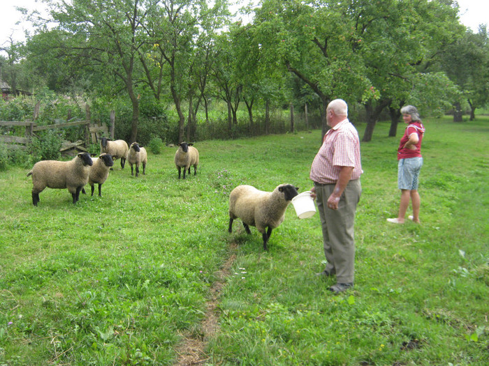 mioarele in gradina -le place cazarea