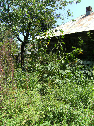 13 aug 2011 002