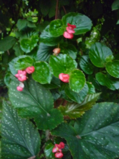 begonie corallina si pendula - Begonie - Plaman