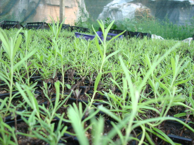 DSC07029 - LAVANDA