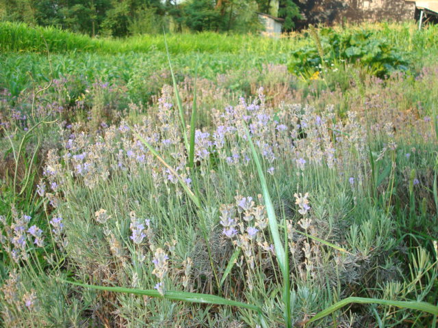 DSC07042 - LAVANDA